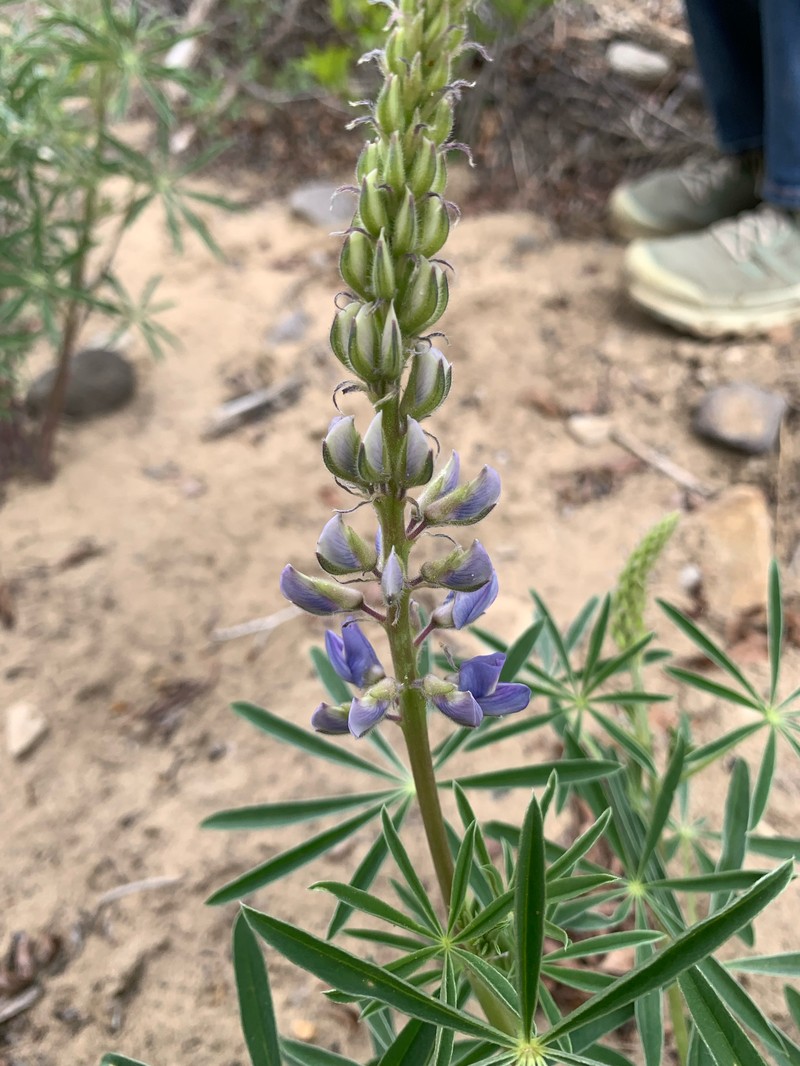 Mono Lupine photo 2