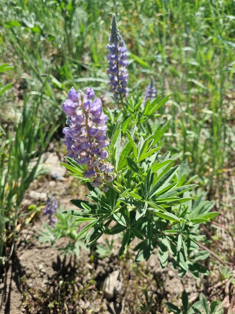 Mono Lupine photo 3