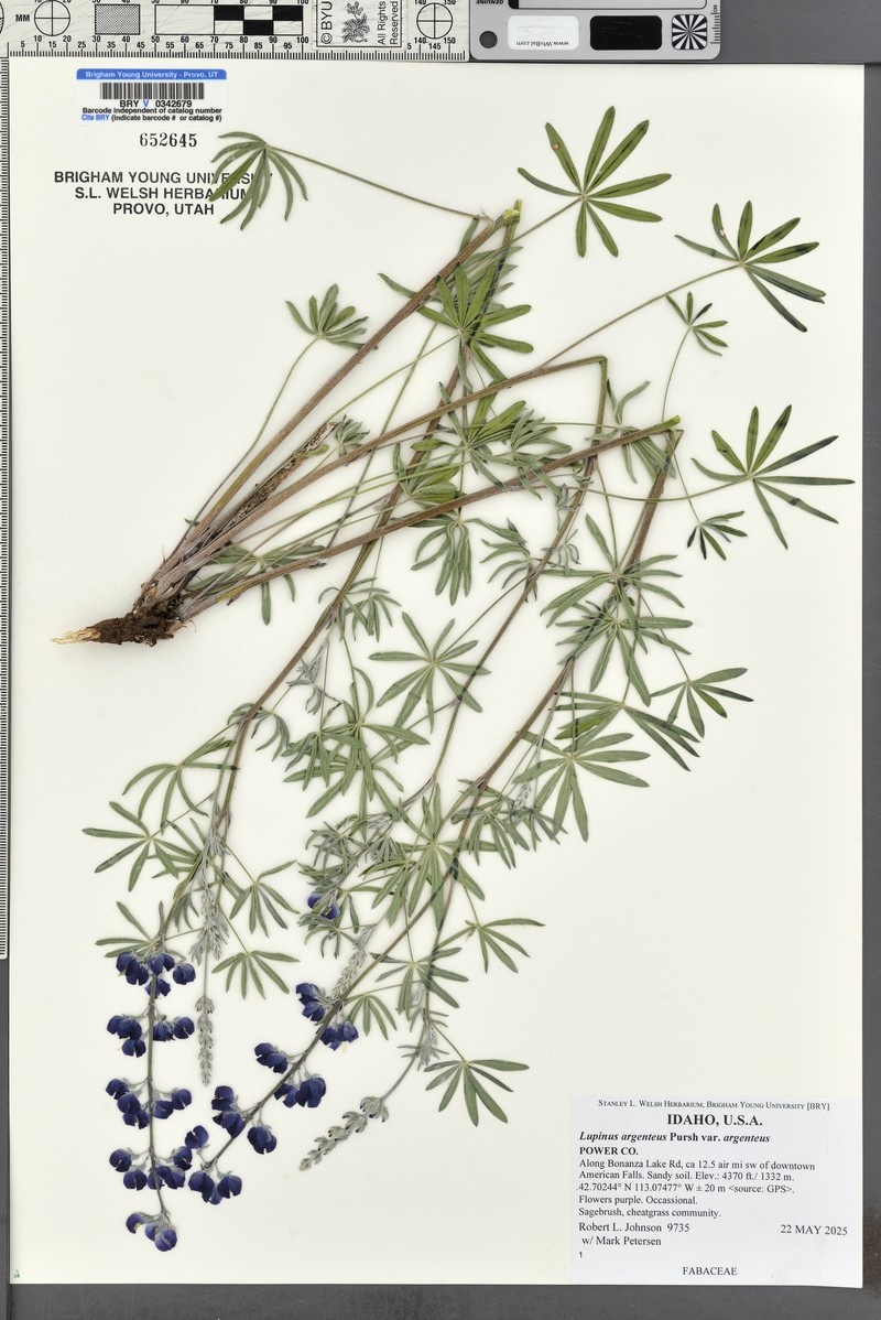 Mono Lupine photo 5
