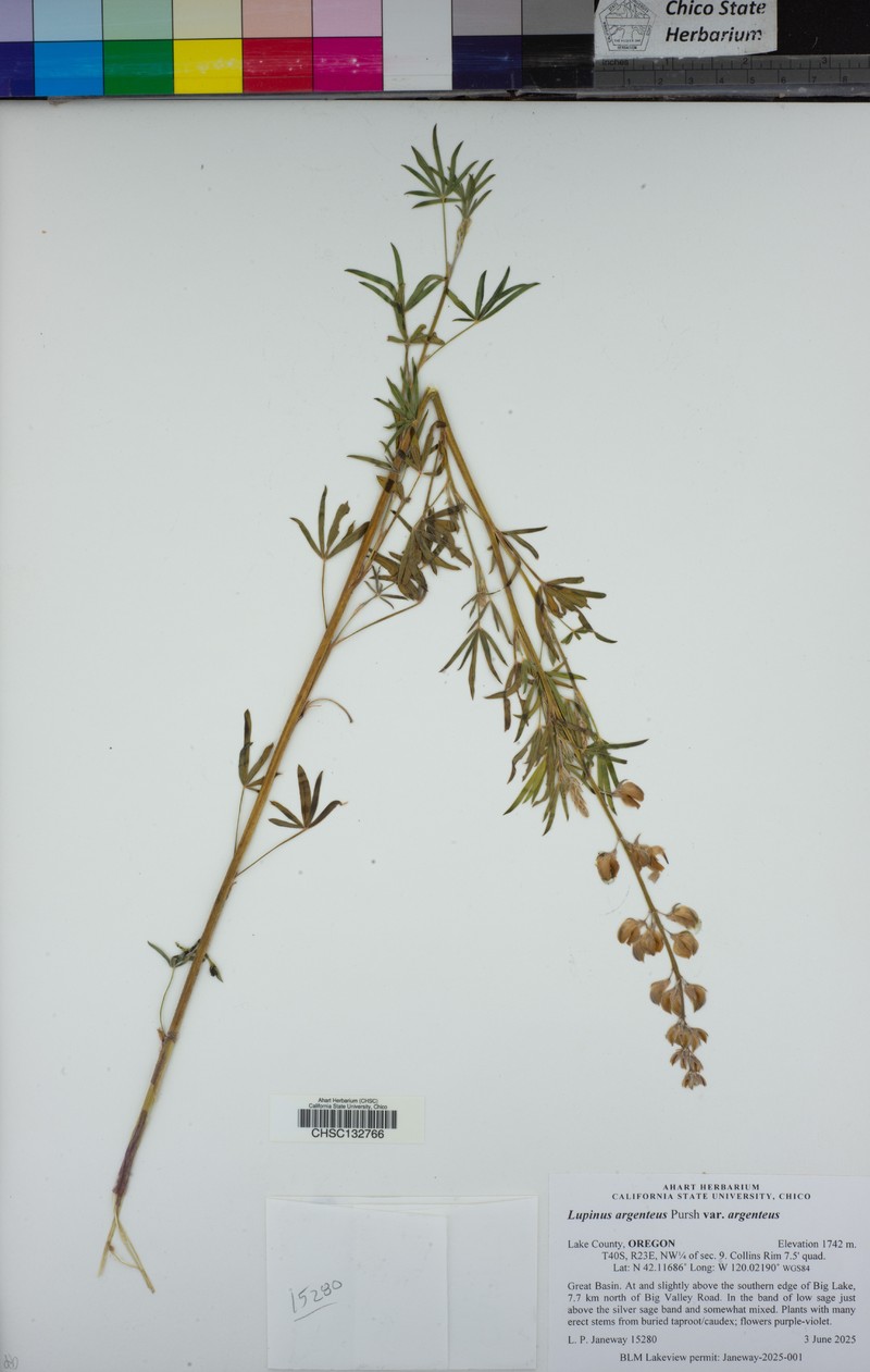 Mono Lupine photo 6