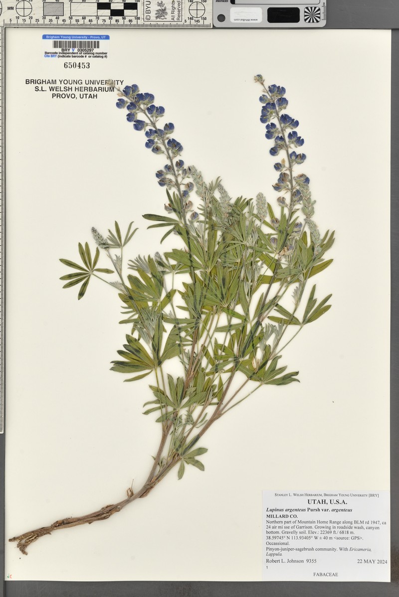 Mono Lupine photo 7