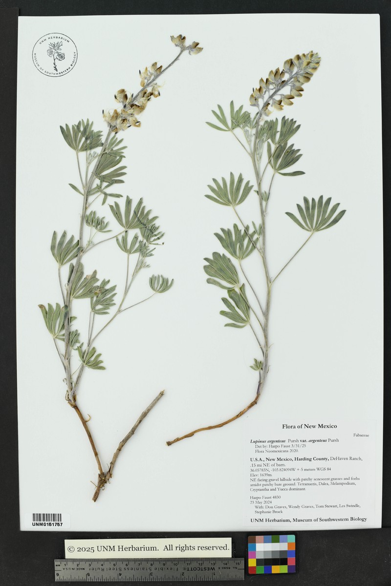 Mono Lupine photo 8