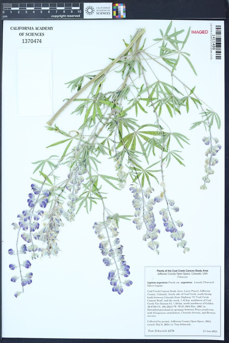 Lupinus argenteus subsp. spathulatus