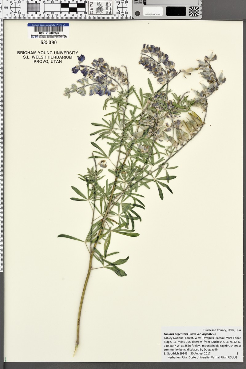 Lupinus argenteus subsp. spathulatus photo 3