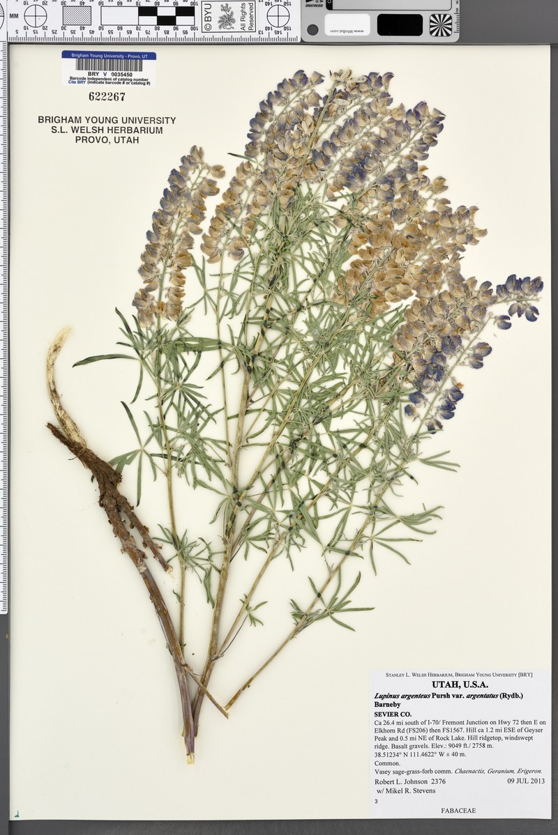 Lupinus argenteus subsp. spathulatus photo 4
