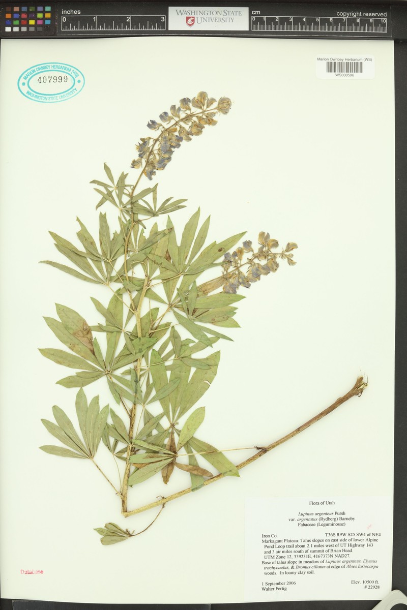 Lupinus argenteus subsp. spathulatus photo 5