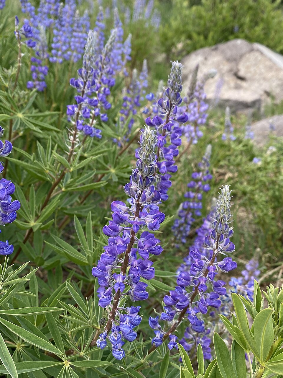 Bluebonnet Lupine photo 2