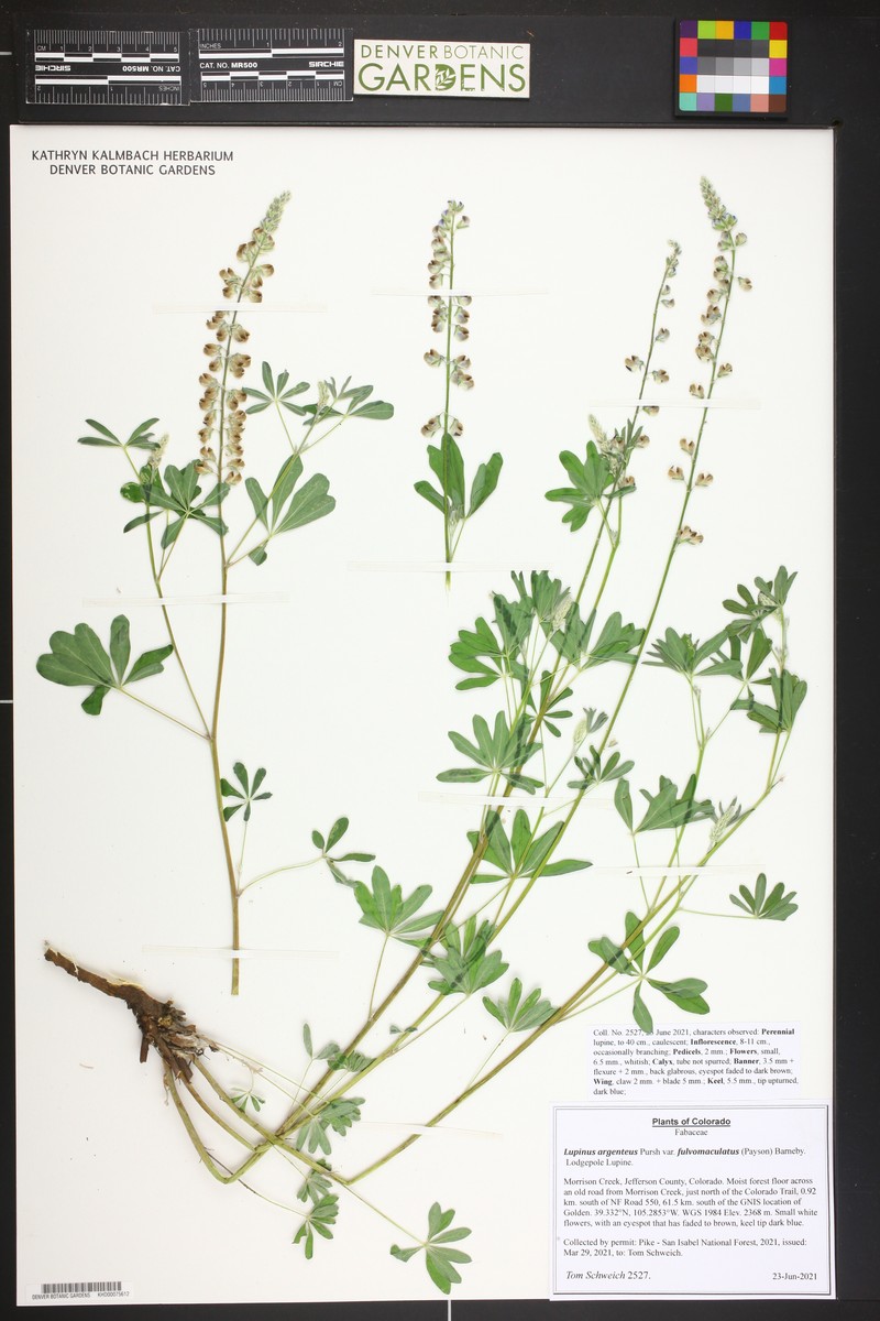 Lupinus argenteus var. fulvomaculatus