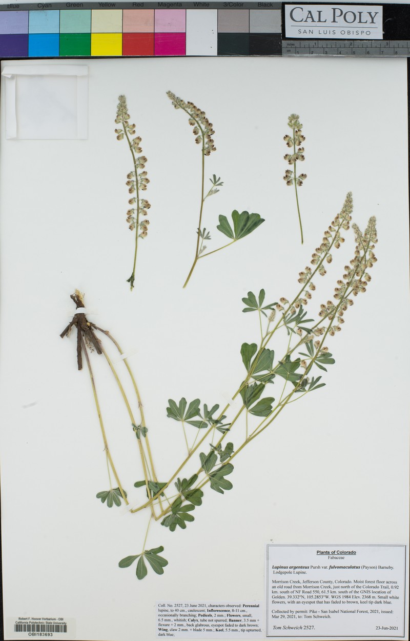 Lupinus argenteus var. fulvomaculatus photo 2