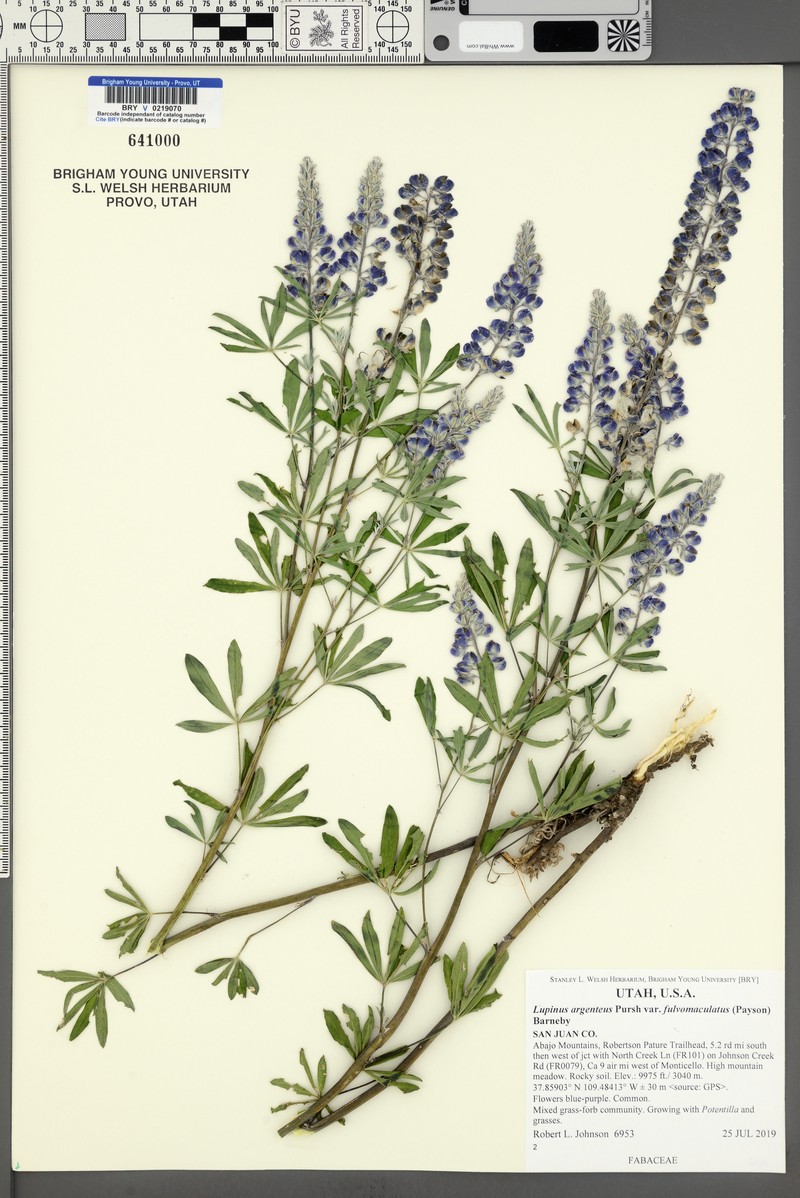 Lupinus argenteus var. fulvomaculatus photo 3