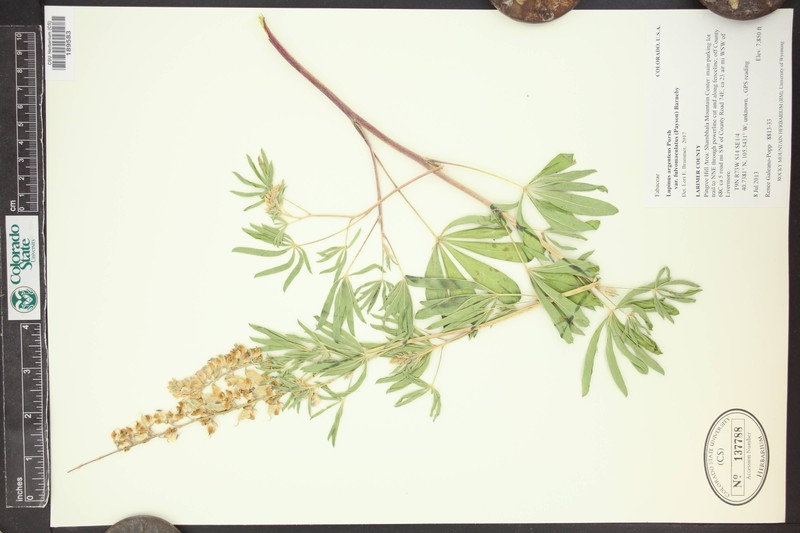 Lupinus argenteus var. fulvomaculatus photo 4