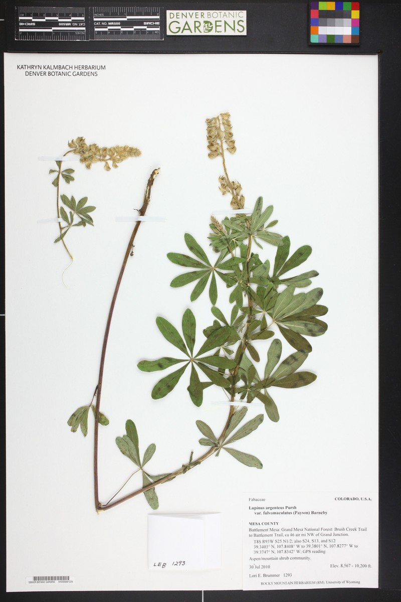 Lupinus argenteus var. fulvomaculatus photo 5