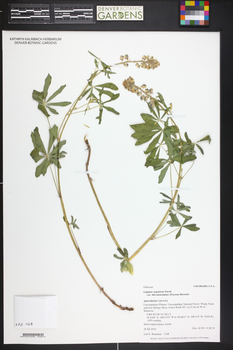 Lupinus argenteus var. fulvomaculatus photo 6