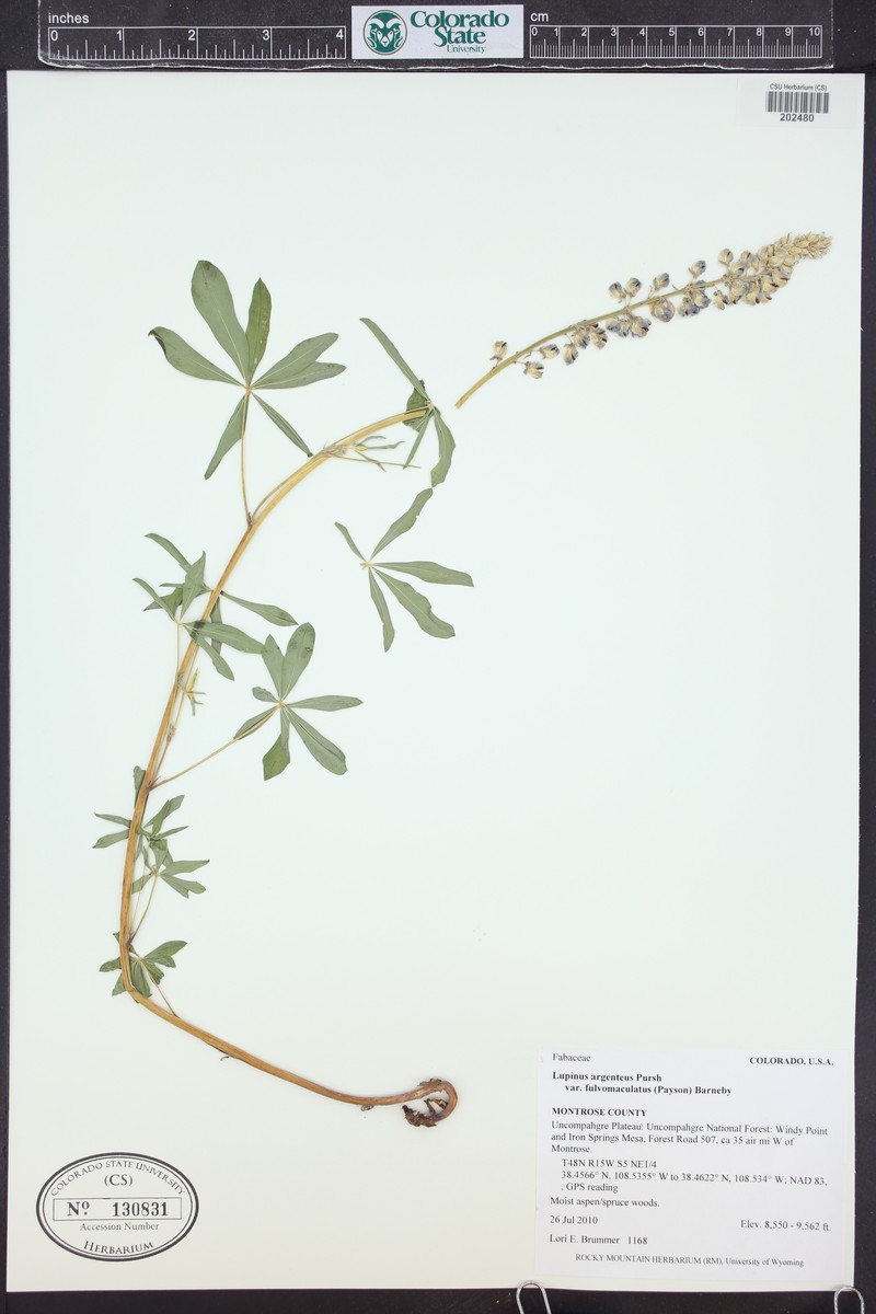 Lupinus argenteus var. fulvomaculatus photo 7