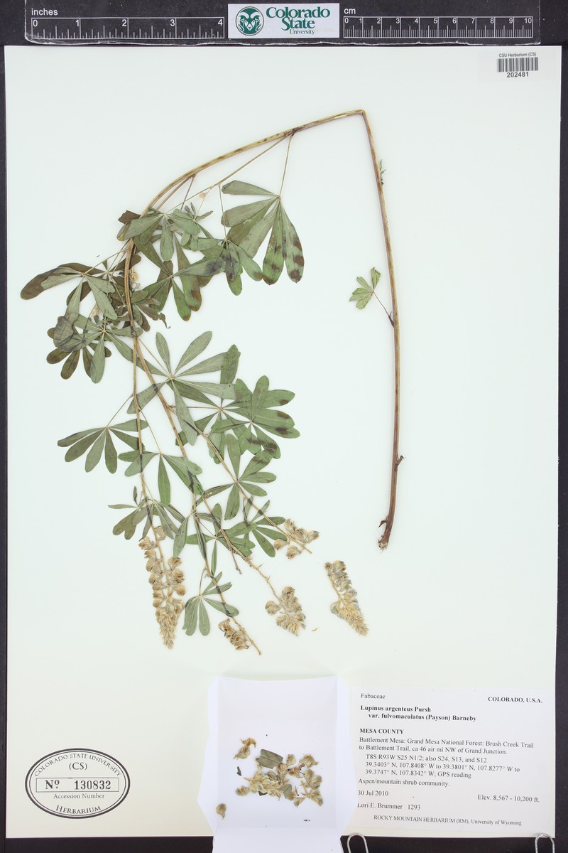 Lupinus argenteus var. fulvomaculatus photo 8