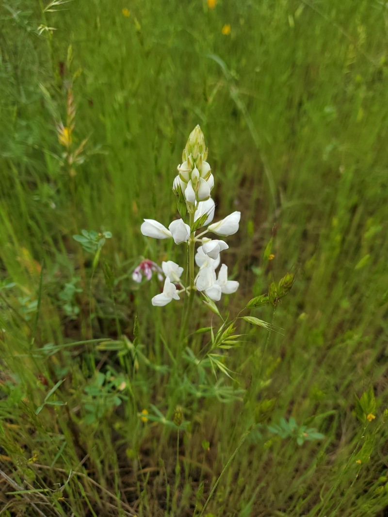 Lupinus argenteus var. laxiflorus