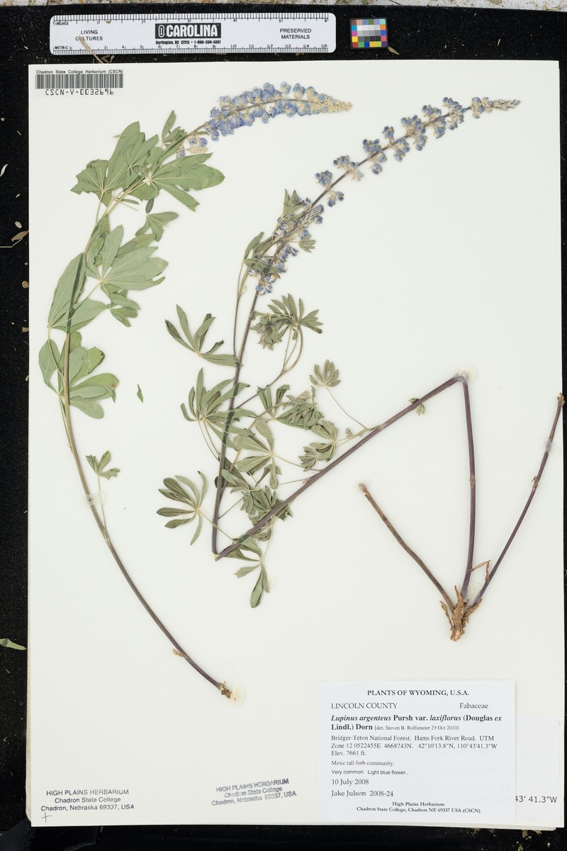Lupinus argenteus var. laxiflorus photo 2