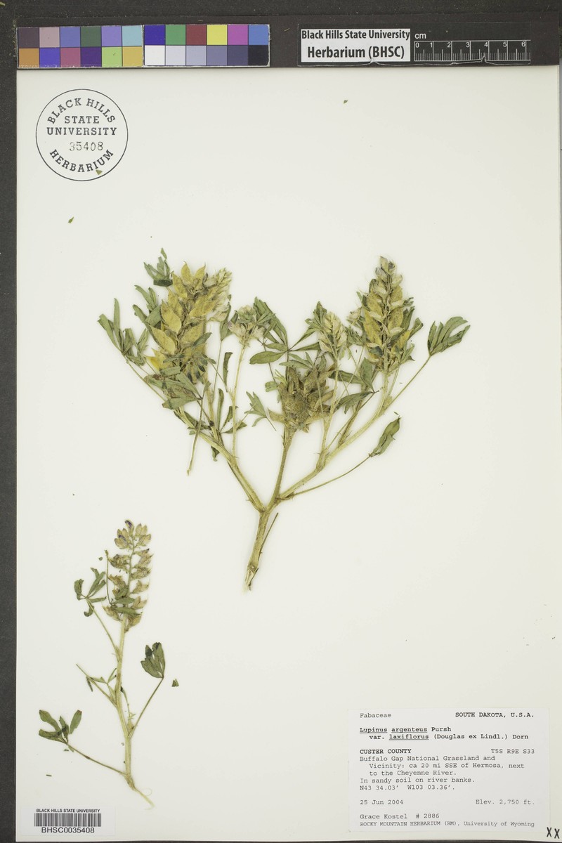 Lupinus argenteus var. laxiflorus photo 3