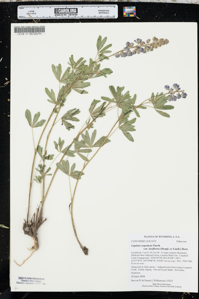 Lupinus argenteus var. laxiflorus photo 4