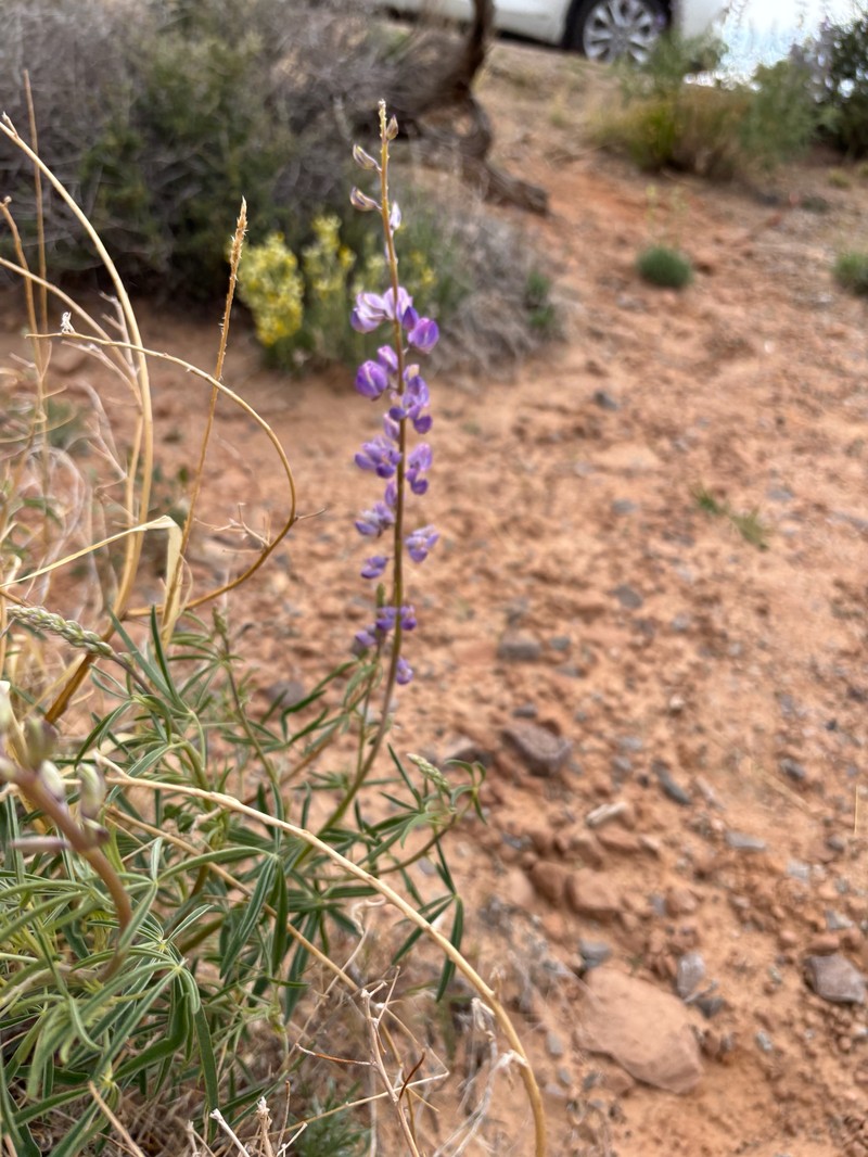 Lupinus argenteus var. moabensis