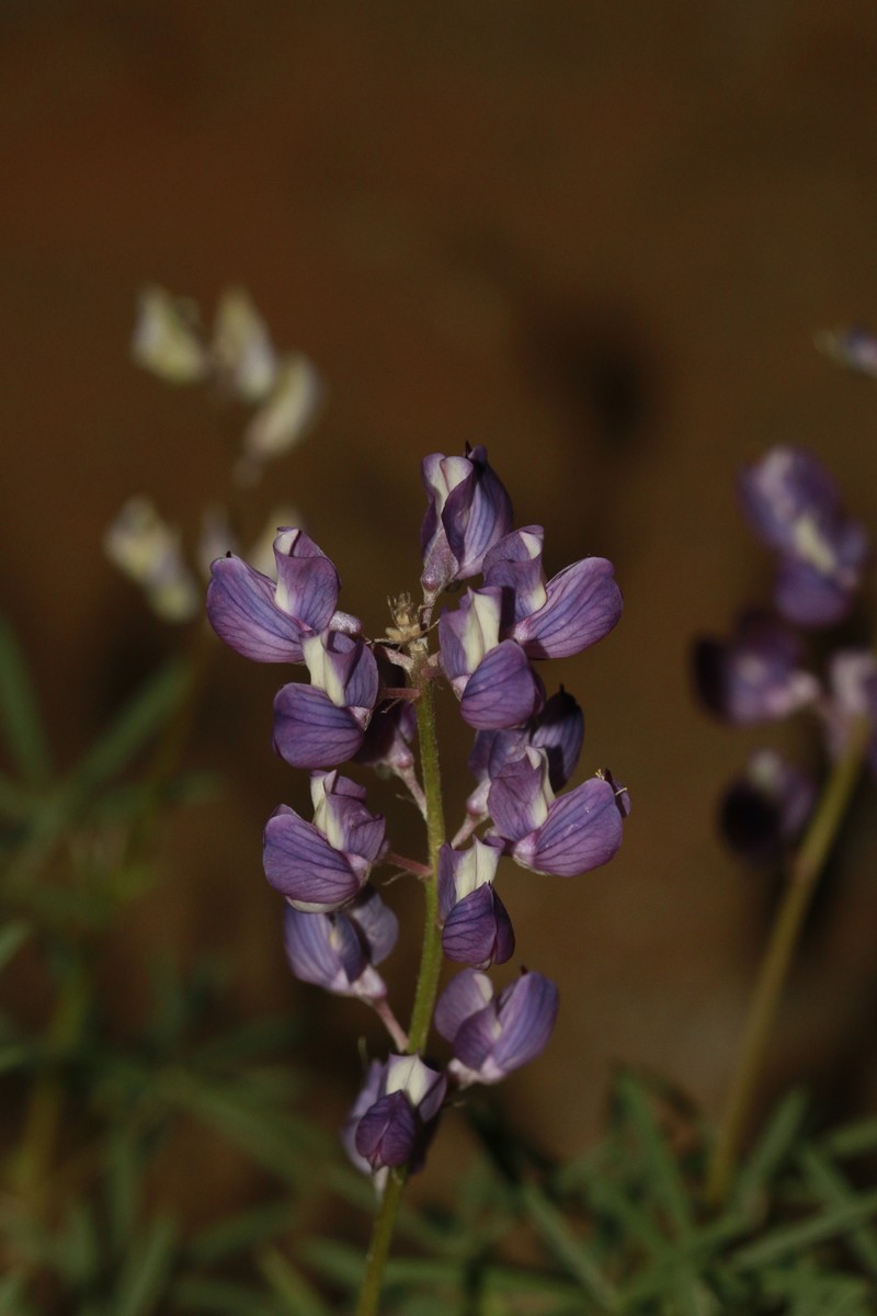 Lupinus argenteus var. moabensis photo 2