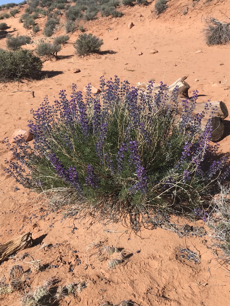 Lupinus argenteus var. moabensis photo 3