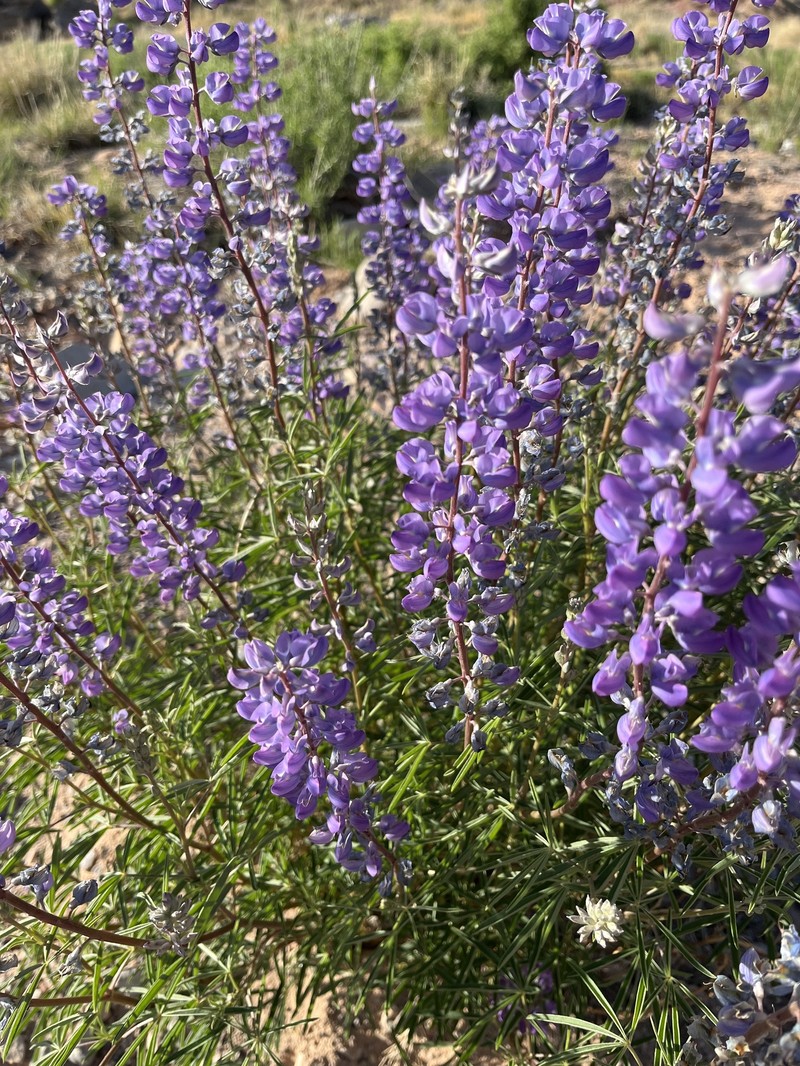 Lupinus argenteus var. moabensis photo 4