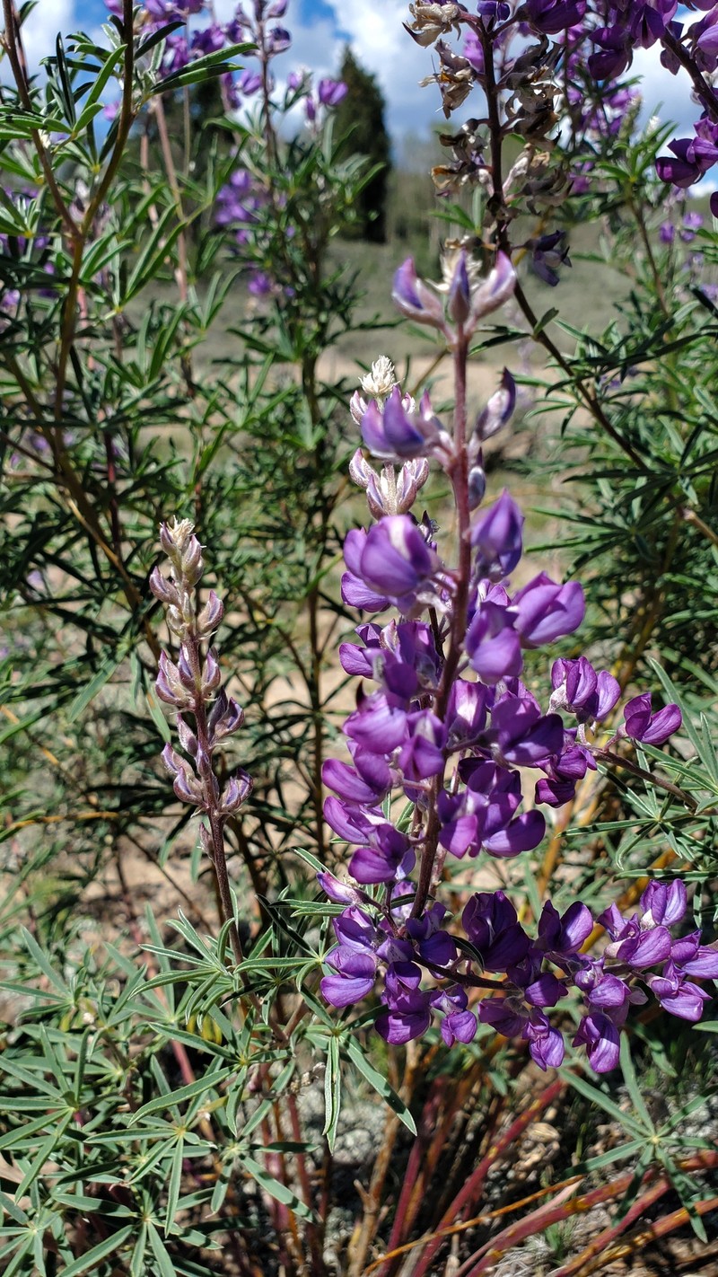 Lupinus argenteus var. moabensis photo 5