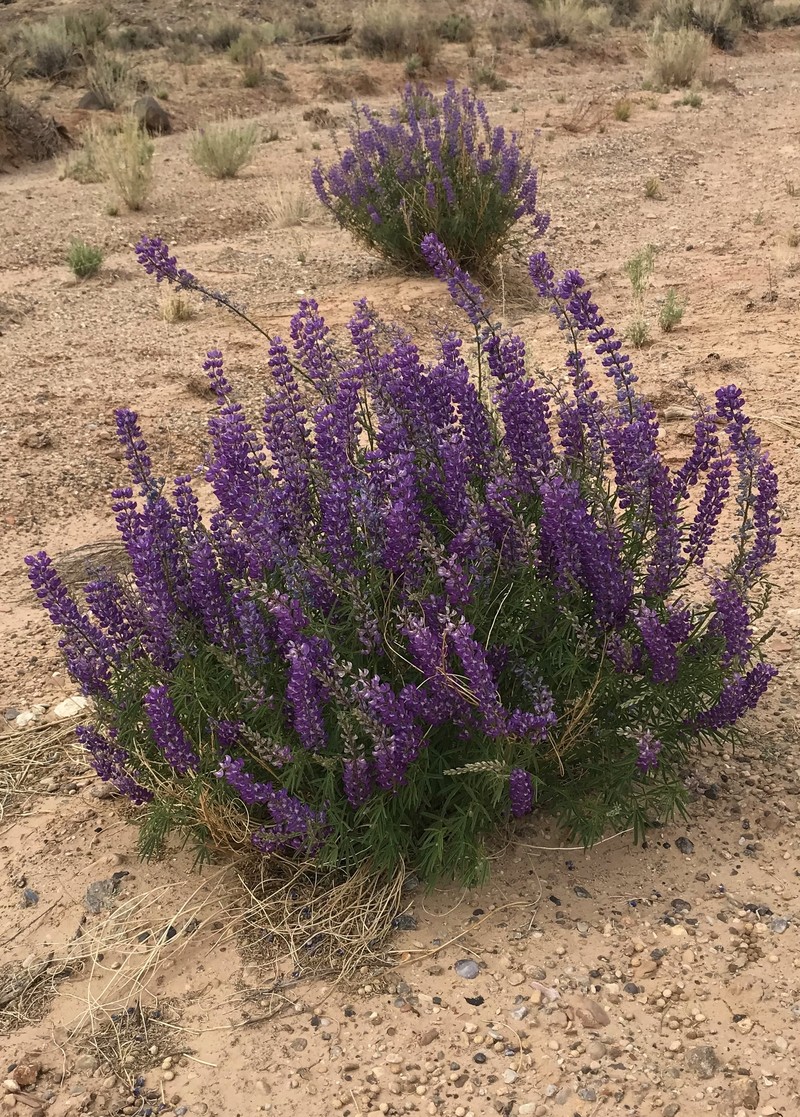 Lupinus argenteus var. moabensis photo 6