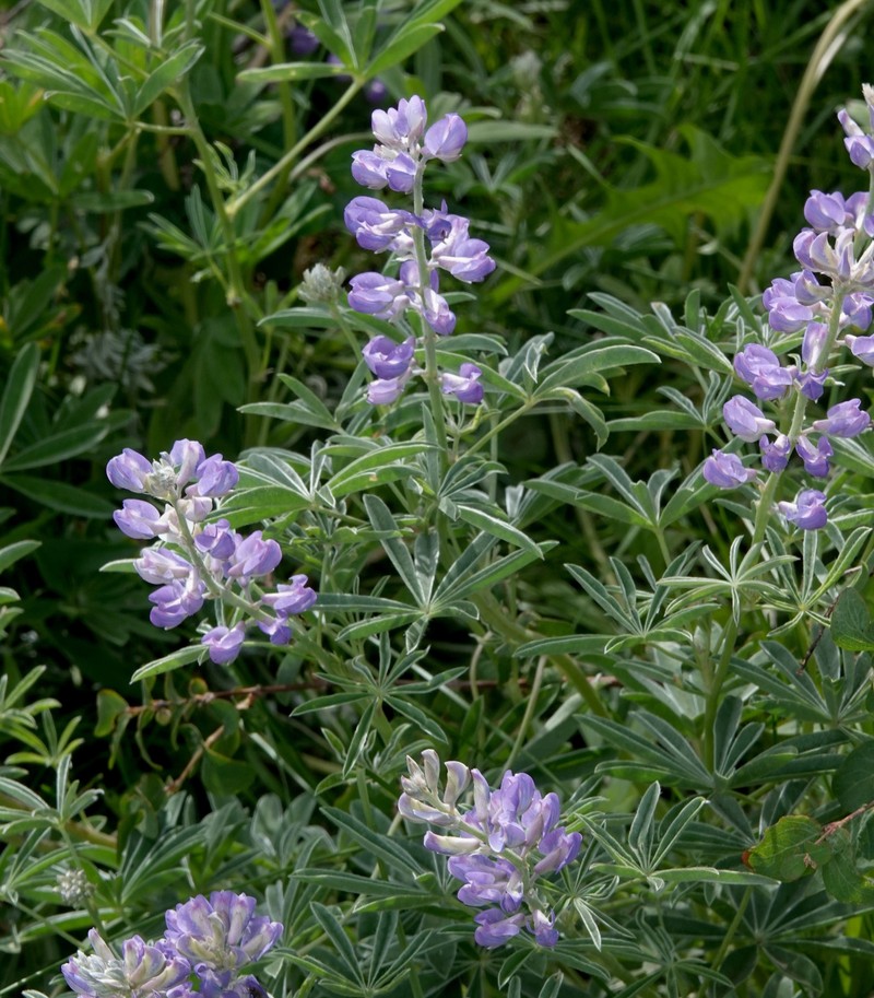 Lupinus argenteus var. moabensis photo 7