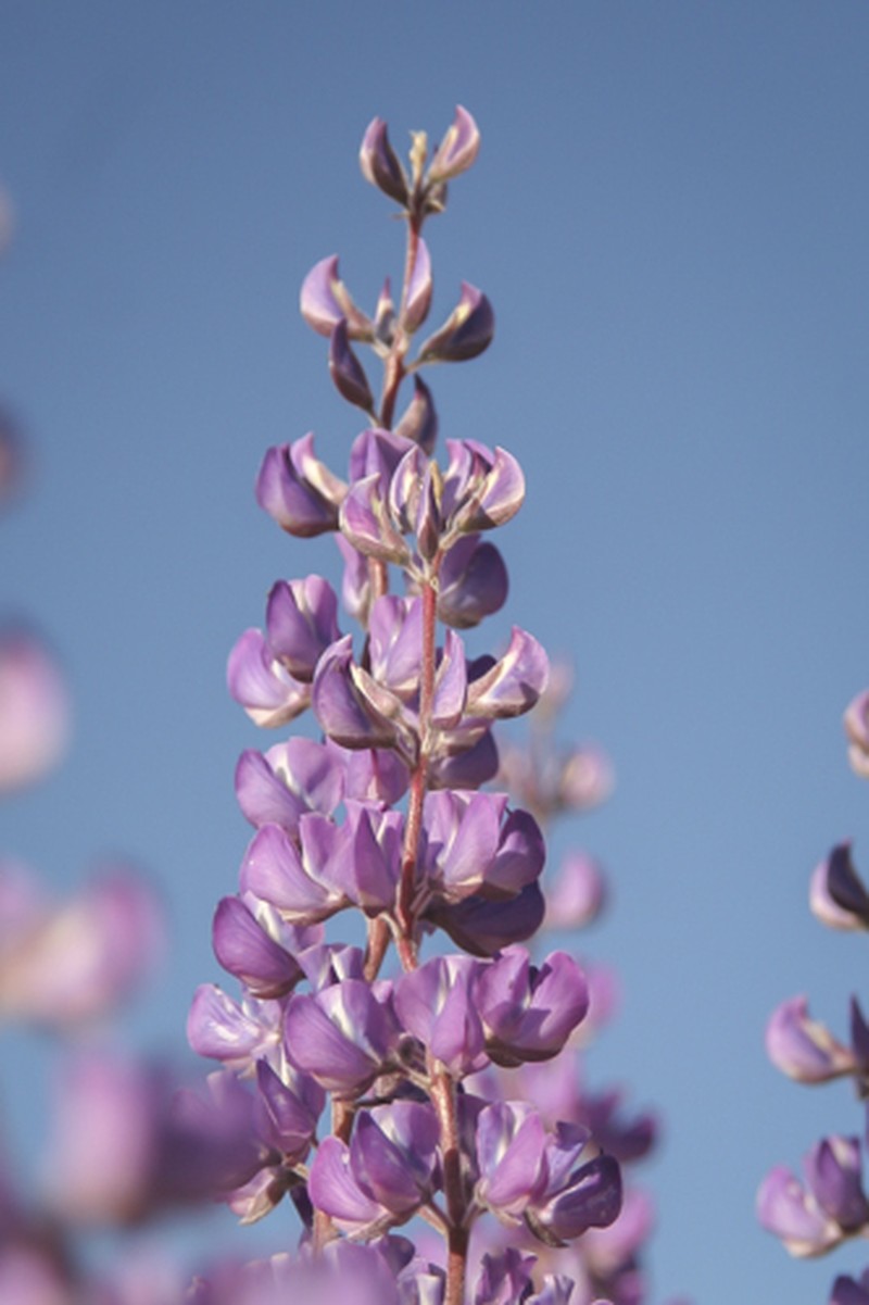 Lupinus argenteus var. moabensis photo 8