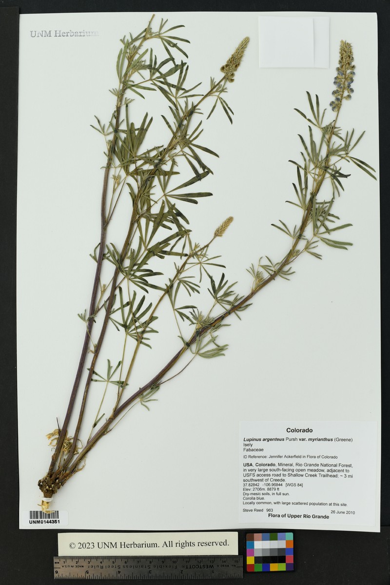 Lupinus argenteus var. myrianthus