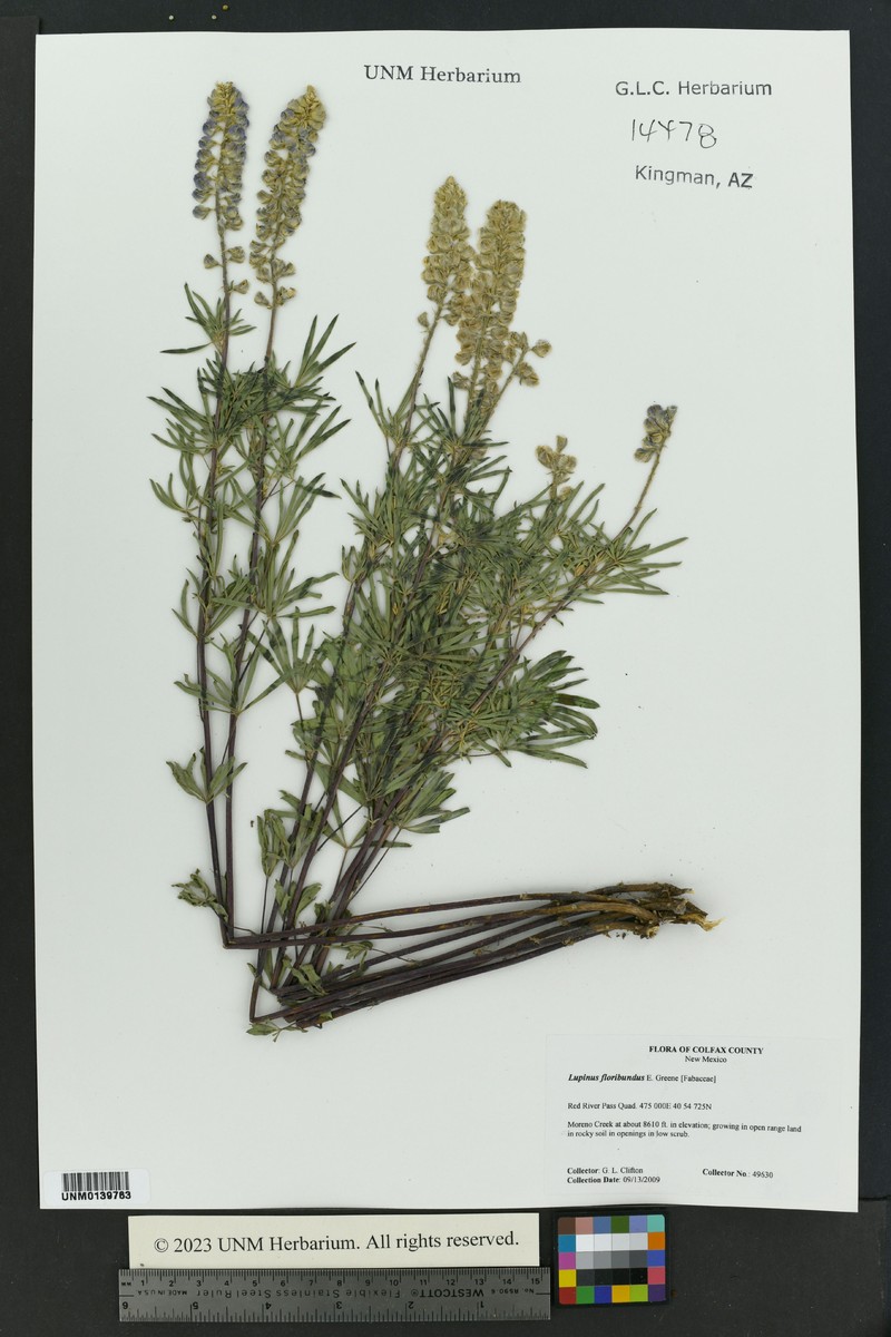 Lupinus argenteus var. myrianthus photo 2