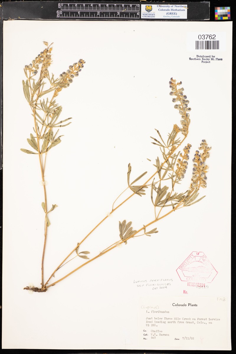 Lupinus argenteus var. myrianthus photo 3