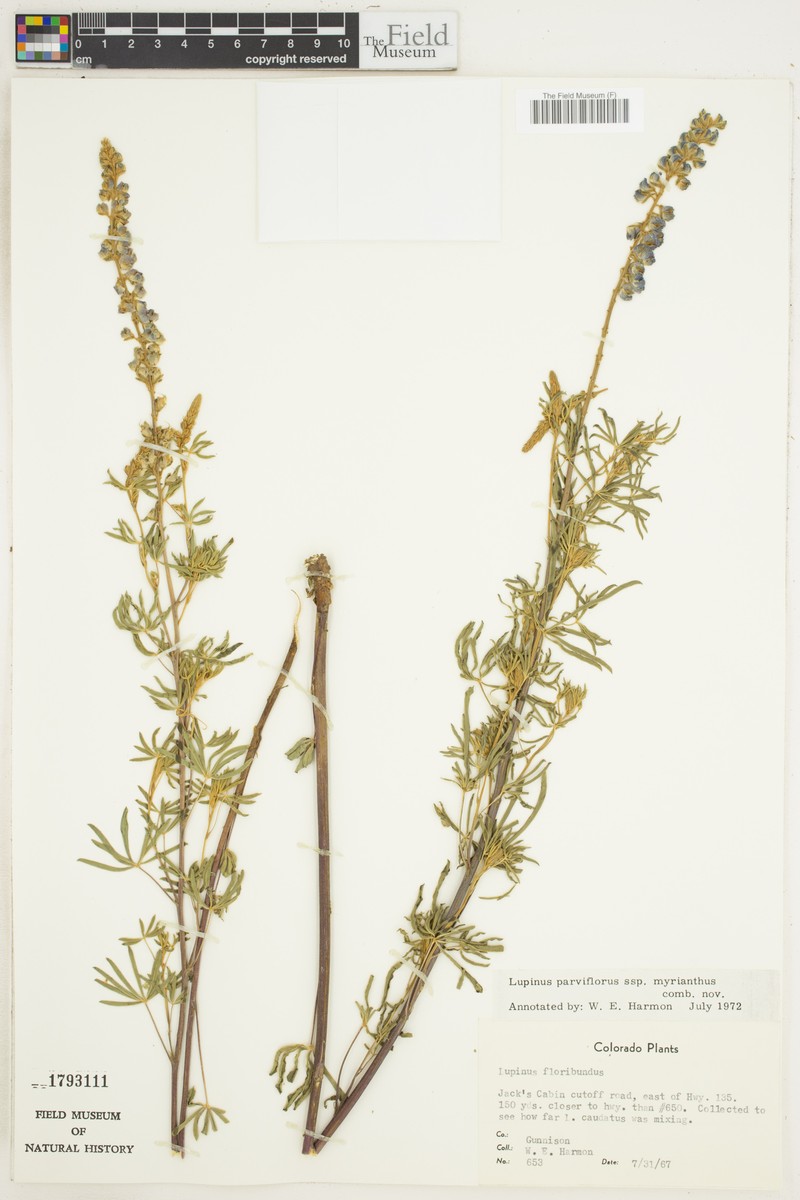 Lupinus argenteus var. myrianthus photo 4