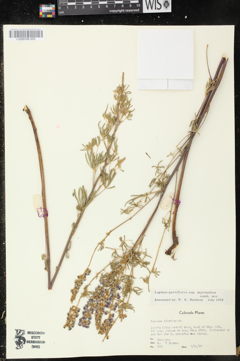 Lupinus argenteus var. myrianthus photo 5
