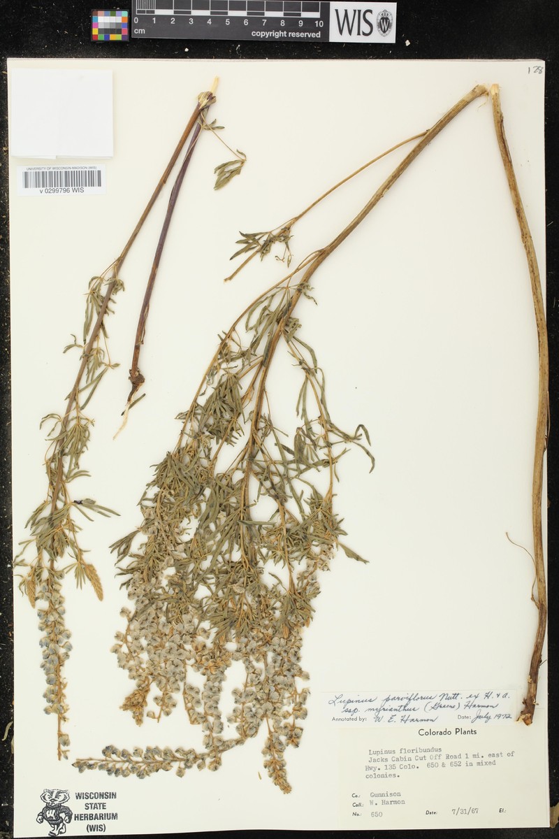 Lupinus argenteus var. myrianthus photo 6