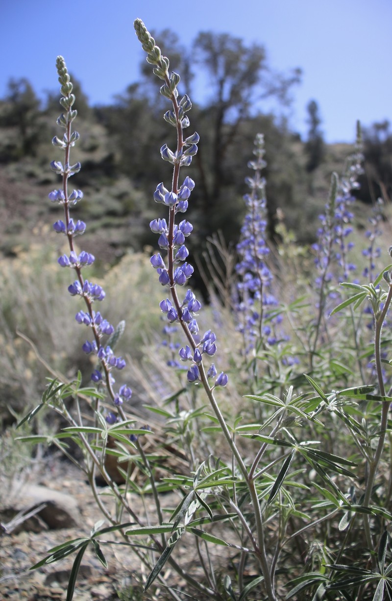 Bluebonnet Lupine photo 3