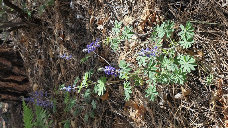 Bluebonnet Lupine photo 4