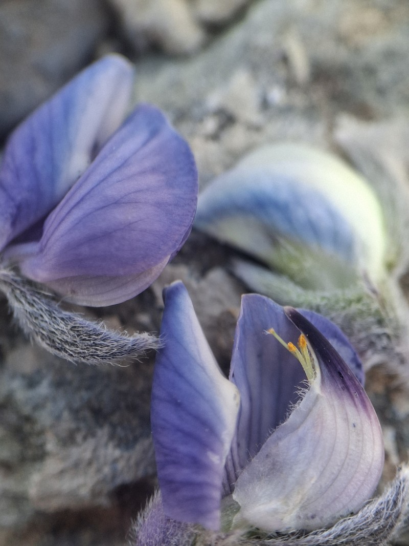 Bluebonnet Lupine photo 5