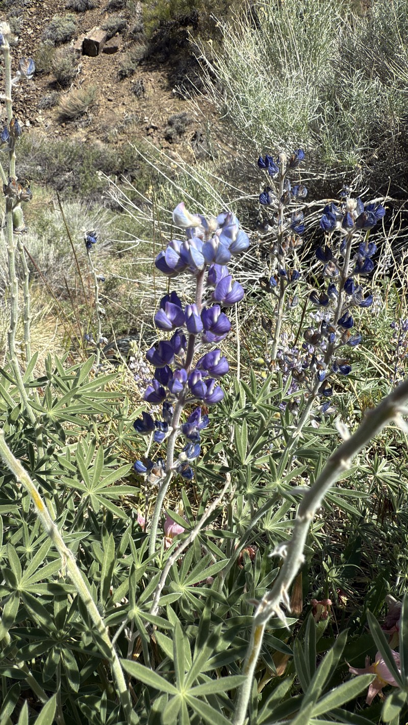 Bluebonnet Lupine photo 6