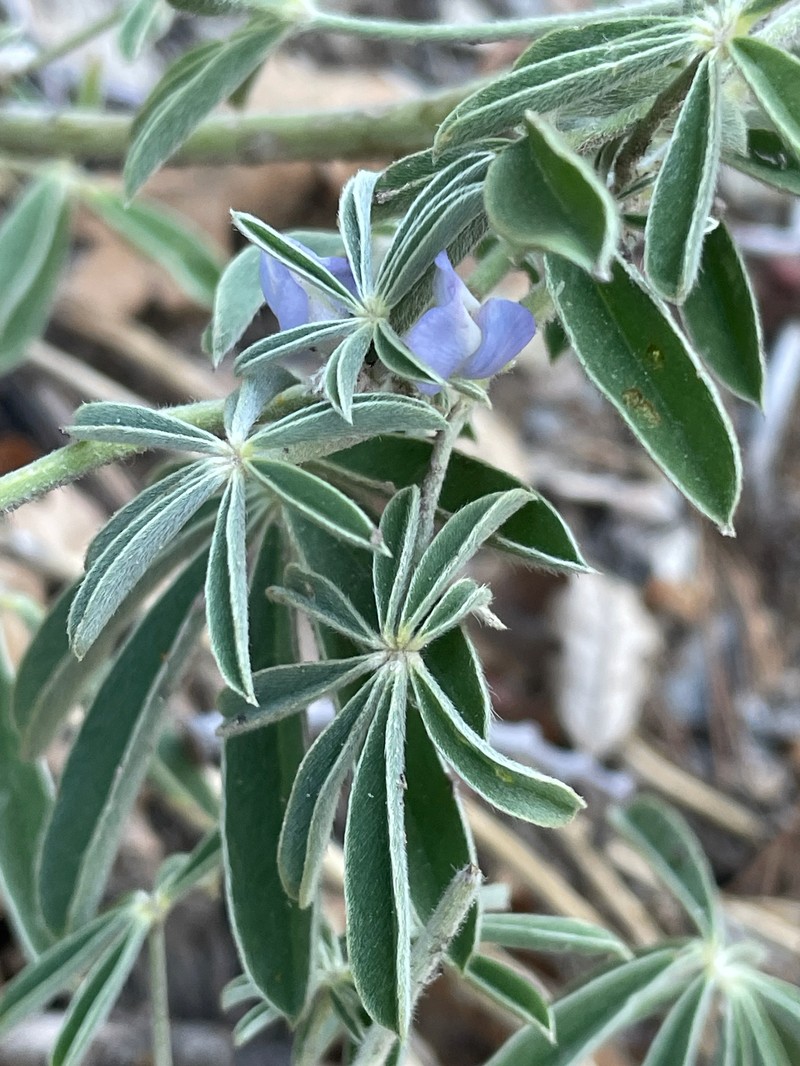 Bluebonnet Lupine photo 7