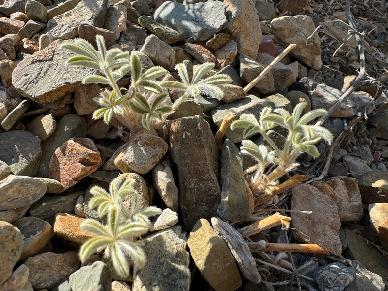 Bluebonnet Lupine photo 8