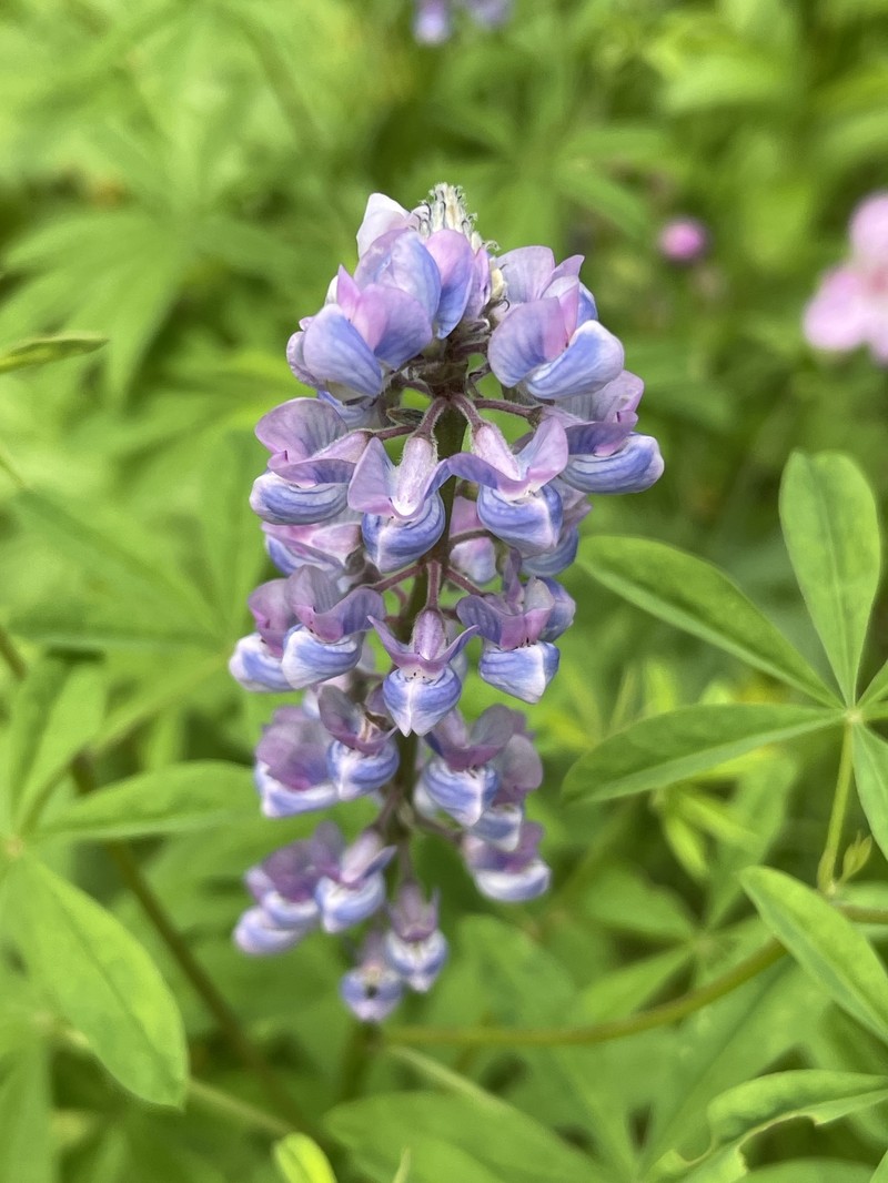 Lodgepole Lupine