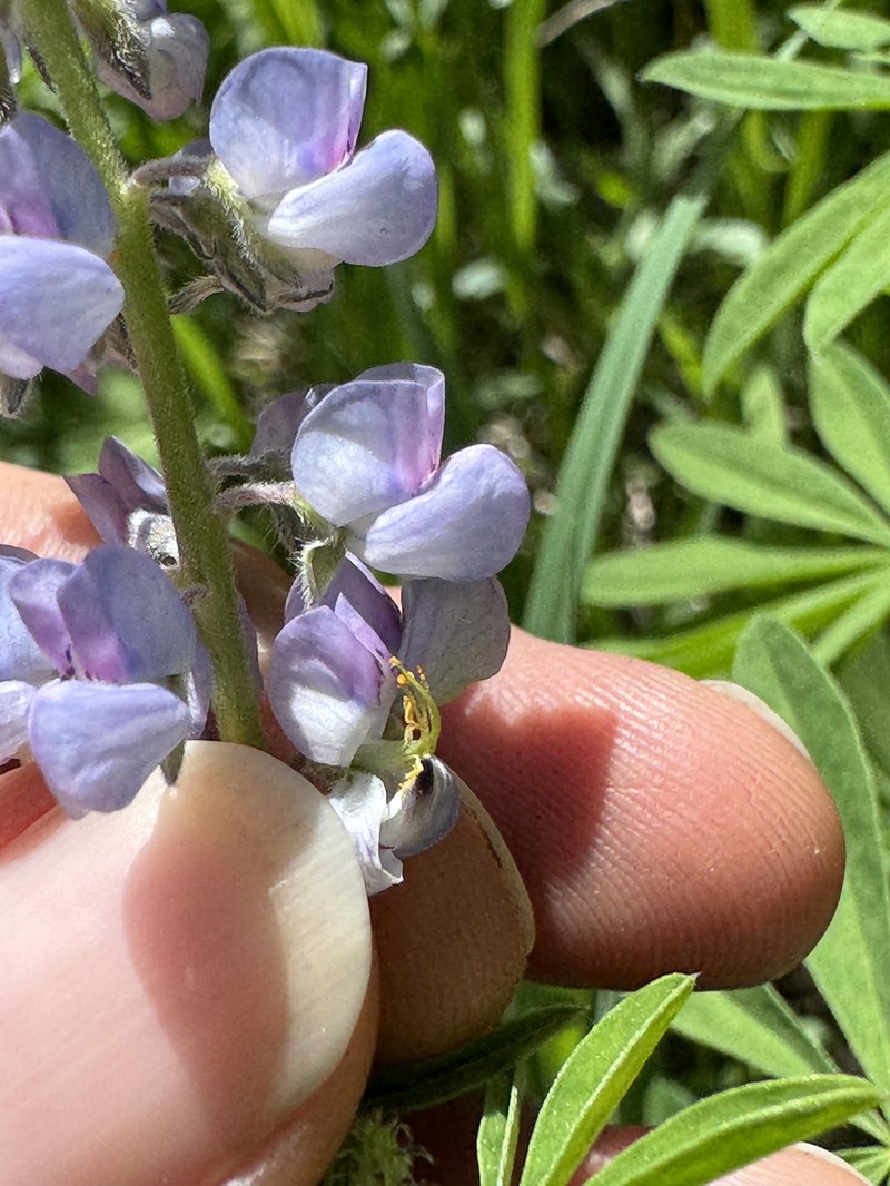Lodgepole Lupine photo 2