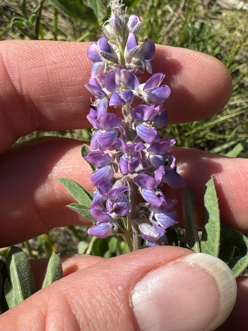 Lodgepole Lupine photo 3