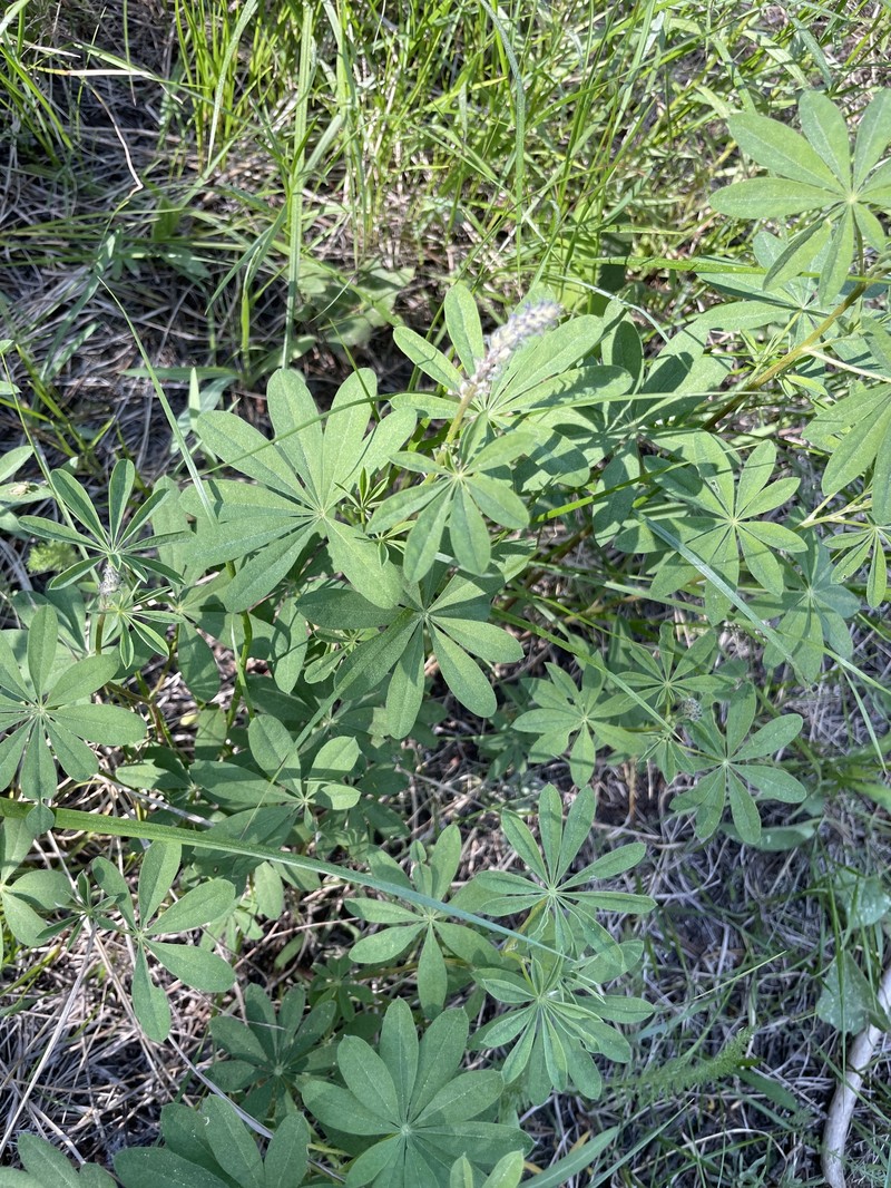 Lodgepole Lupine photo 4