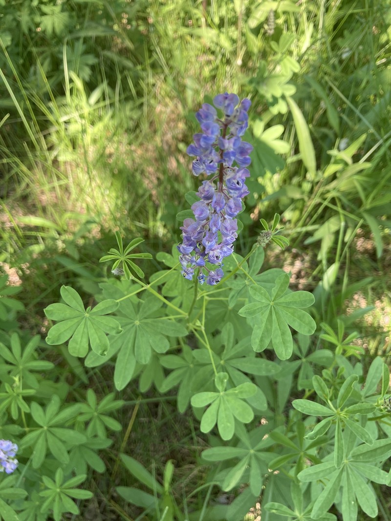 Lodgepole Lupine photo 5
