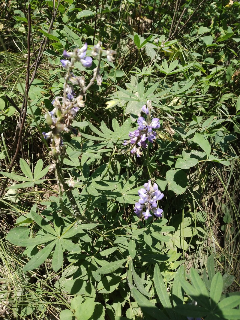 Lodgepole Lupine photo 6