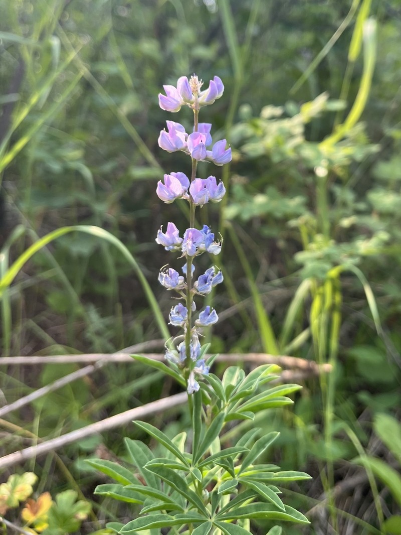 Lodgepole Lupine photo 7